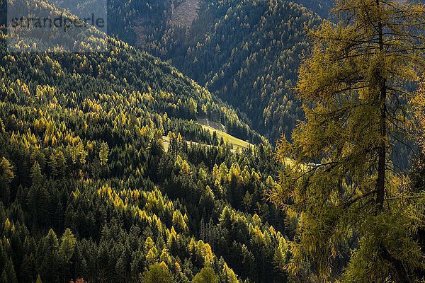 Lärchenwald (Larix) im Herbst  Villnößtal  St. Magdalena  Südtirol  Italien  Europa