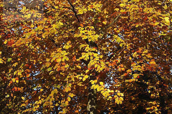 Herbstliche Farben  Blätter einer Buche (Fagus)  Deutschland  Europa
