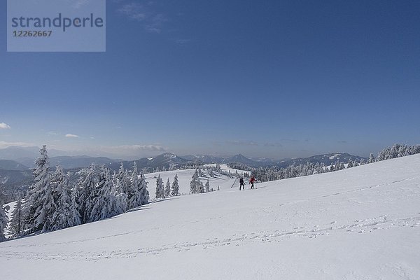 Skitourengeher in einer verschneiten Landschaft am Unterberg  Niederösterreich  Österreich  Europa