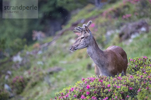 Rothirsch (Cervus elaphus)  Junghirsch mit Samtgeweih steht zwischen Alpenrosen (Rhododendron ferrugineum) in bergiger Landschaft  Stubaital  Tirol  Österreich  Europa