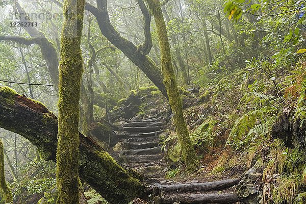 Wanderweg im Nebelwald  Nationalpark Garajonay  La Gomera  Kanarische Inseln  Spanien  Europa