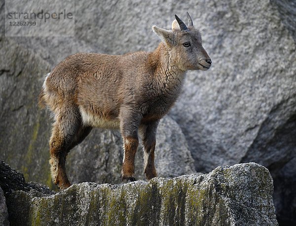 Alpensteinbock (Capra ibex)  Jungtier auf Felsen  in Gefangenschaft