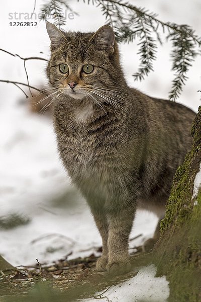 Wildkatze (Felis silvestris) im Schnee  in Gefangenschaft  Bayern  Deutschland  Europa