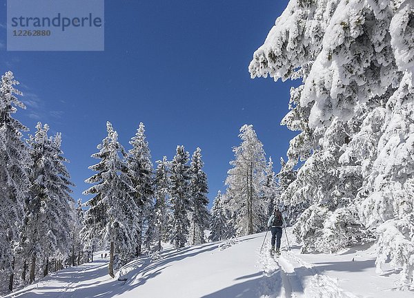 Skitourengeher und schneebedeckte Bäume am Unterberg  Niederösterreich  Österreich  Europa