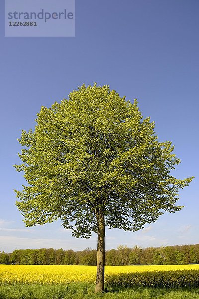 Linde (Tilia)  Solitärbaum bei Rapsfeld  Nordrhein-Westfalen  Deutschland  Europa