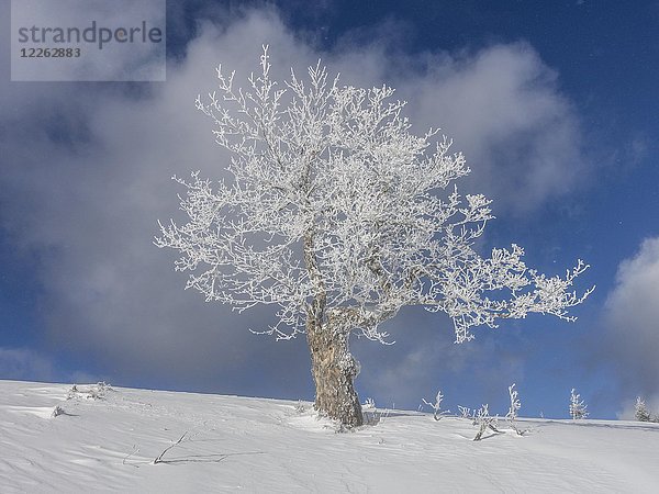 Solitärbaum  Einzelbaum mit Raureif  Niederösterreich  Österreich  Europa