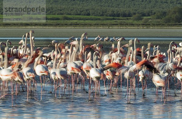 Großer Flamingo (Phoenicopterus roseus)  nervös an der Laguna de Fuente de Piedra  Provinz Malaga  Andalusien  Spanien  Europa
