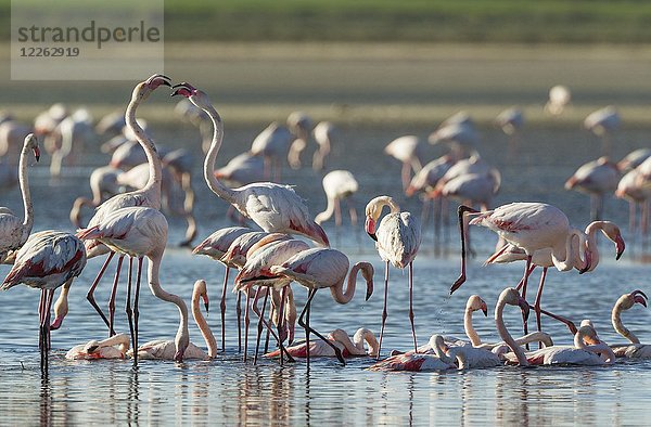 Großer Flamingo (Phoenicopterus roseus)  Streit zwischen zwei Vögeln beim Baden  Laguna de Fuente de Piedra  Provinz Malaga  Andalusien  Spanien  Europa