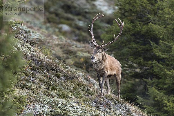 Rothirsch (Cervus elaphus)  Männchen läuft am Hang  Brunftzeit  Stubaital  Tirol  Österreich  Europa