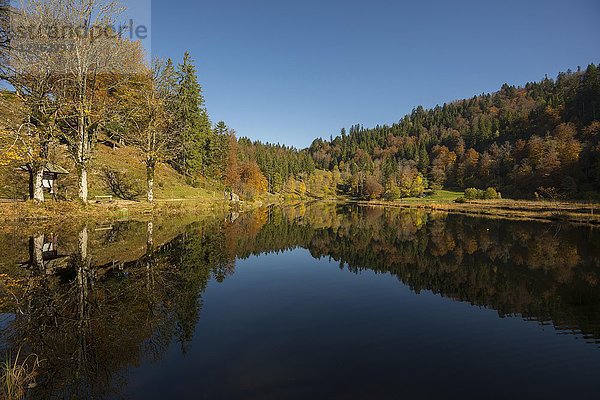 See mit herbstlichem Wald  Wasserspiegelung  Nonnenmattweiher  Neuenweg  Schwarzwald  Baden-Württemberg  Deutschland  Europa