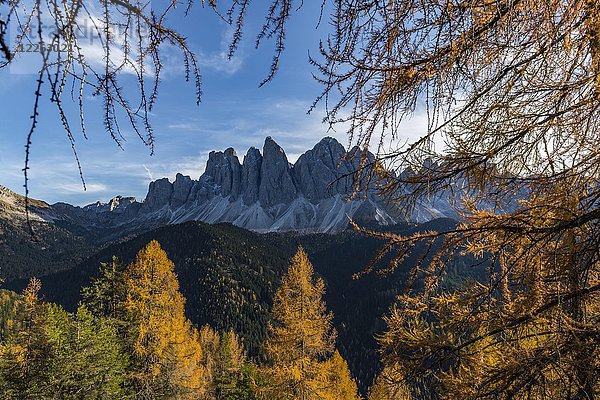 Gipfel der Geislergruppe mit Lärchen (Larix) im Herbst  Villnößtal  St. Magdalena  Südtirol  Italien  Europa