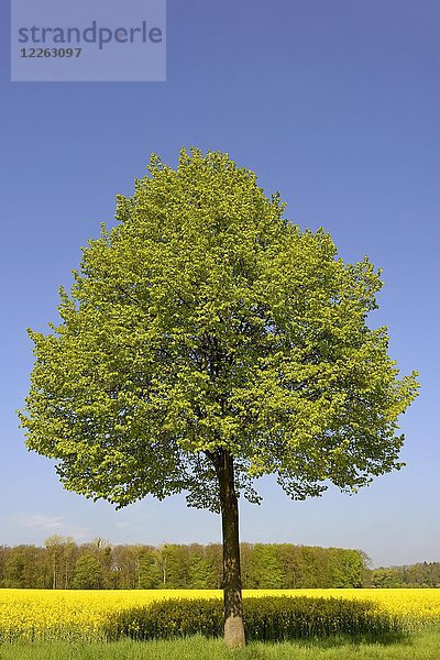 Linde (Tilia)  Solitärbaum bei Rapsfeld  Nordrhein-Westfalen  Deutschland  Europa