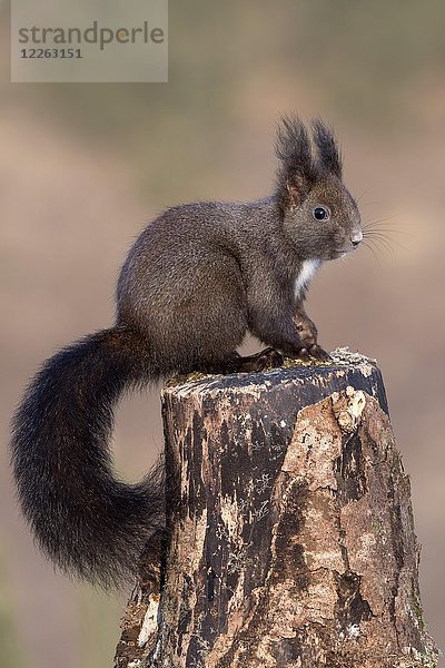 Rotes Eichhörnchen (Sciurus vulgaris) sitzt auf einem Baumstumpf  Tirol  Österreich  Europa