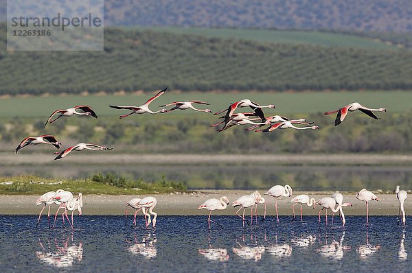 Großer Flamingo (Phoenicopterus roseus)  Laguna de Fuente de Piedra  hinter kultivierten Olivenbäumen (Olea europaea)  Provinz Malaga  Andalusien  Spanien  Europa