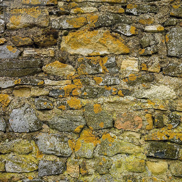 Alte Steinmauer mit gelben Flechten  Auvergne  Frankreich  Europa