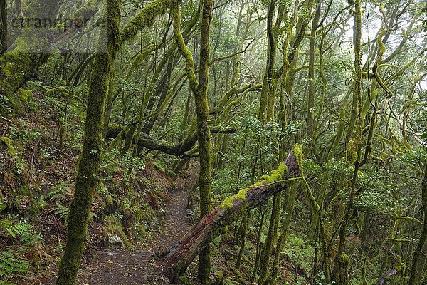 Wanderweg im Nebelwald  Nationalpark Garajonay  La Gomera  Kanarische Inseln  Spanien  Europa