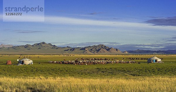 Ziegenherde (Kapra) und Jurten von Nomaden mit Bergen im Hintergrund  Mongolei  Asien