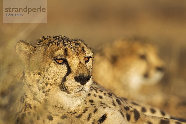 Gepard (Acinonyx jubatus)  männlich  hinter einem zweiten Männchen  ruhend  Abendlicht  in Gefangenschaft  Namibia  Afrika