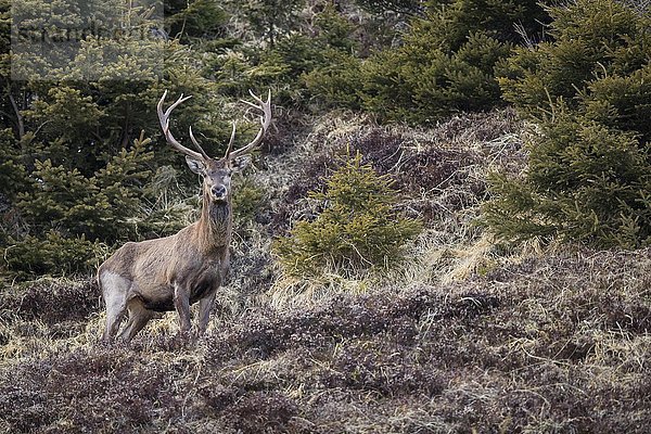 Rothirsch (Cervus elaphus)  männlich  Fellwechsel im Frühjahr in Gebirgslandschaft  Stubaital  Tirol  Österreich  Europa