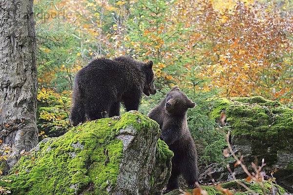Europäischer Braunbär (Ursus arctos arctos)  zwei Jungtiere beim Spielen im Herbst  Nationalpark Bayerischer Wald  Deutschland  Europa