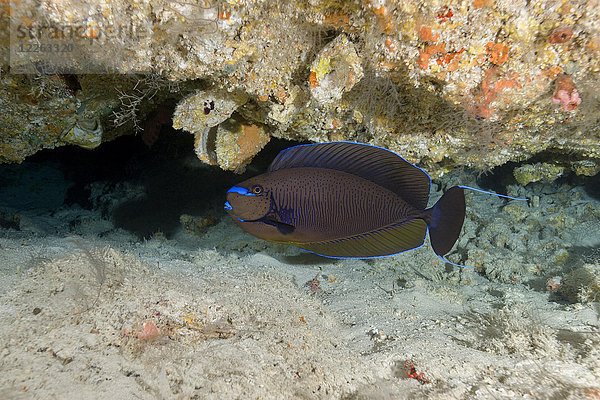 Bignose Einhornfisch (Naso vlamingii) am Boden  Indischer Ozean  Malediven  Asien
