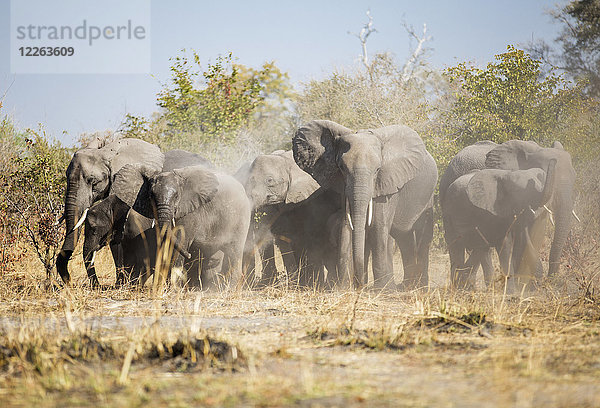 Afrika  Namibia  Caprivi  Afrikanische Elefanten  die Staub wirbeln