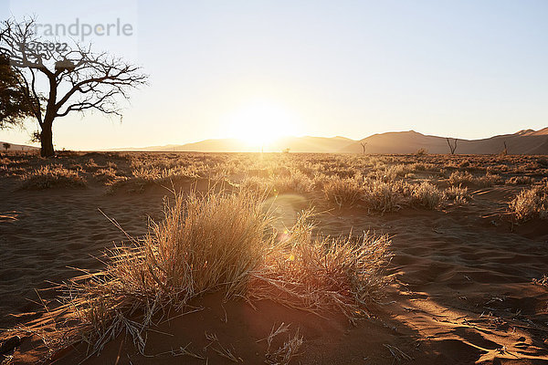 Afrika  Namibia  Namib-Naukluft Nationalpark  Namibwüste  Gräser  Trockenheit  Sonnenuntergang