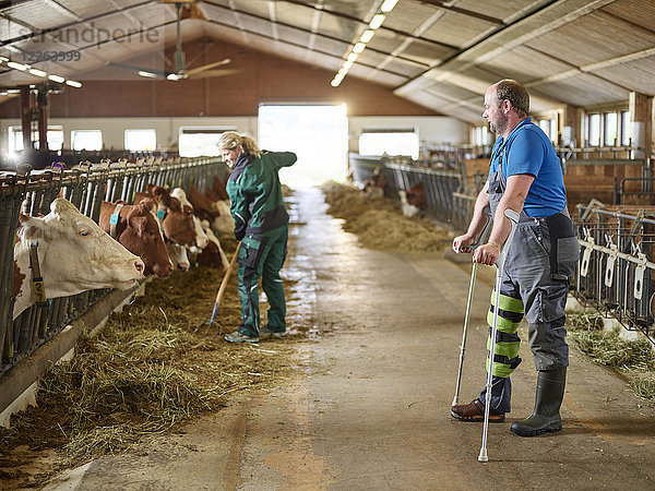 Bauer auf Krücken beobachtet Frau beim Füttern von Kühen im Stall auf einem Bauernhof