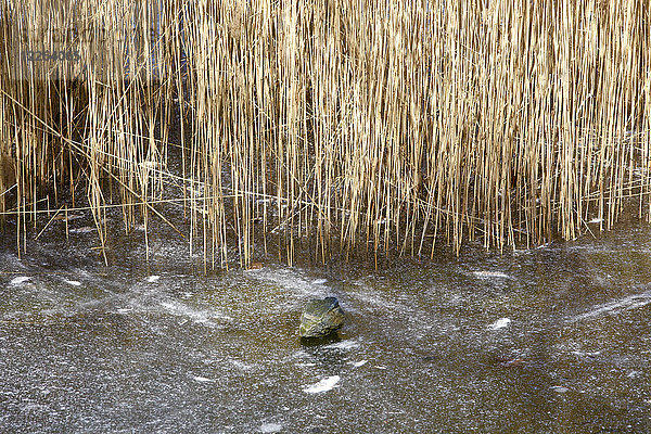 Deutschland  gefrorener See  Gräser und Steine