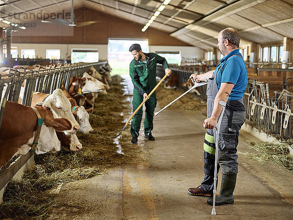 Bauer auf Krücken  der den Mann führt  der die Kühe im Stall auf einem Bauernhof füttert.