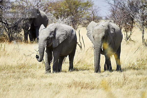 Afrika  Namibia  Etosha Nationalpark  afrikanische Elefanten  Loxodonta africana  Jungtiere