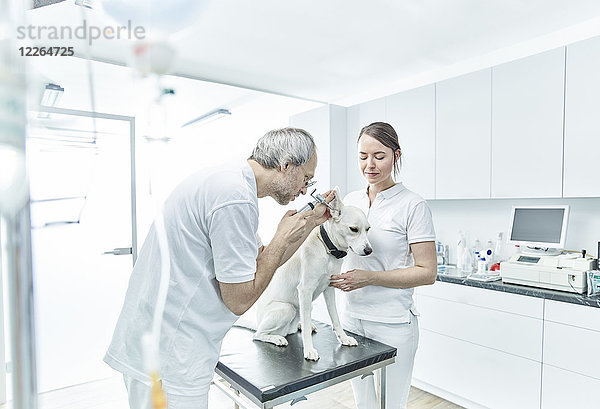 Tierarzt und sein Assistent untersuchen das Ohr eines Hundes