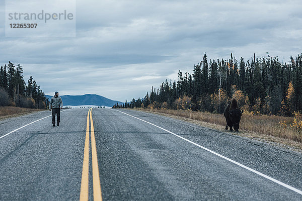 Kanada  British Columbia  Mann auf dem Alaska Highway mit Bison am Straßenrand