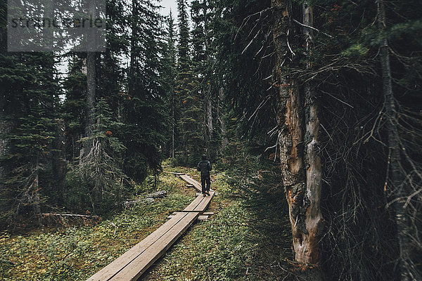 Kanada  British Columbia  Yoho-Nationalpark  Mann wandert auf Promenade durch den Wald