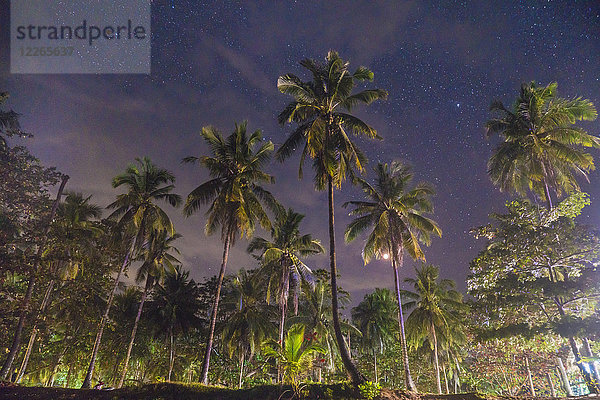 Thailand  Phi Phi Phi Inseln  Ko Phi Phi Phi  Palmen und Sternenhimmel bei Nacht