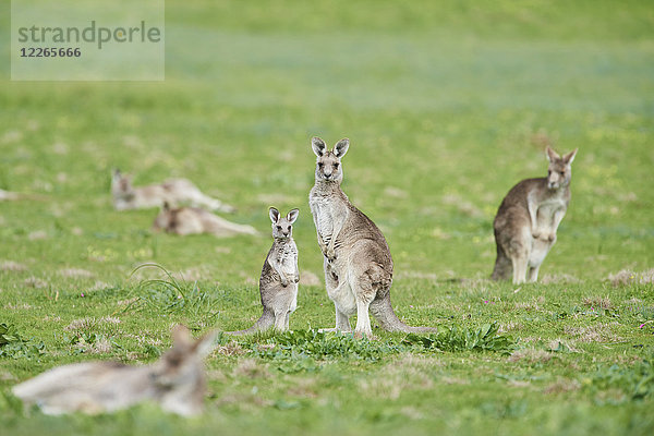 Östliches Graues Känguru  Macropus giganteus  Victoria  Austrailia