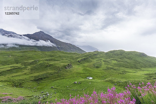 Frankreich  Rhône-Alpes  Savoyen  Landschaft und Lavendel im Vordergrund