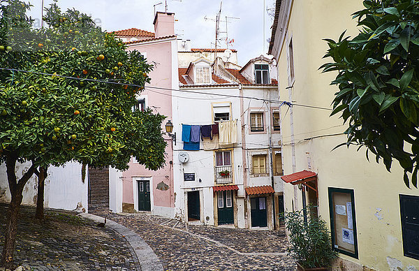 Portugal  Lissabon  Alfama  Häuser und Orangenbaum