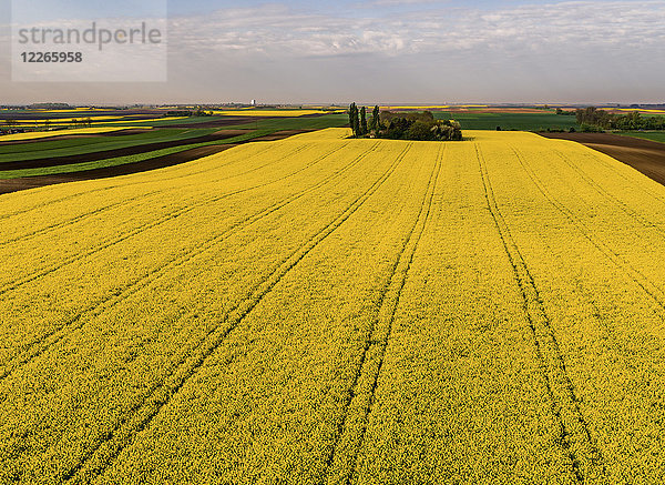 Serbien. Landwirtschaftliche Felder mit gelbem Rapsfeld  Luftbild im Sommer