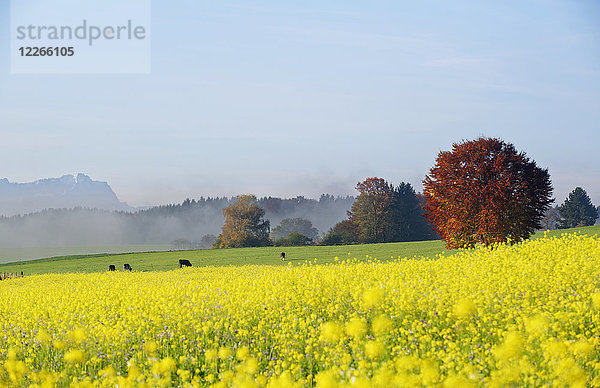 Deutschland  Bayern  Oberbayern  Herbstlandschaft bei Icking