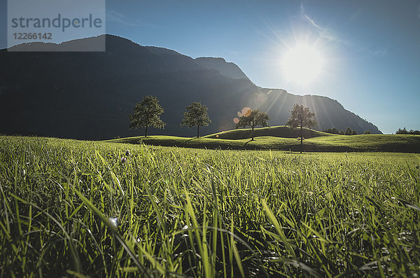 Österreich  Bad Ischl  Katrinberg und Wiese gegen die Sonne