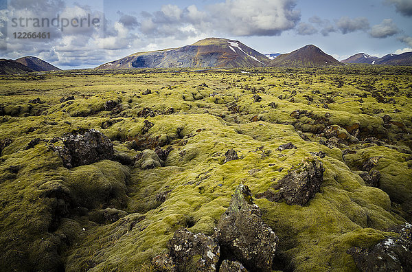 Island  Südisland  moosbewachsenes Vulkangestein