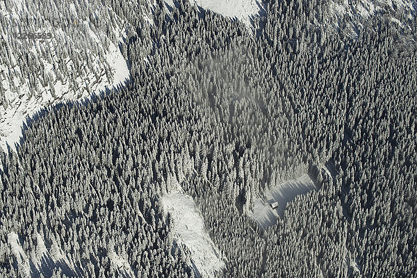 Österreich  Salzkammergut  Luftaufnahme Nadelwald im Winter