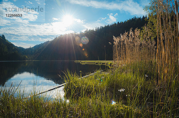 Österreich  Steiermark  Woerschachwald