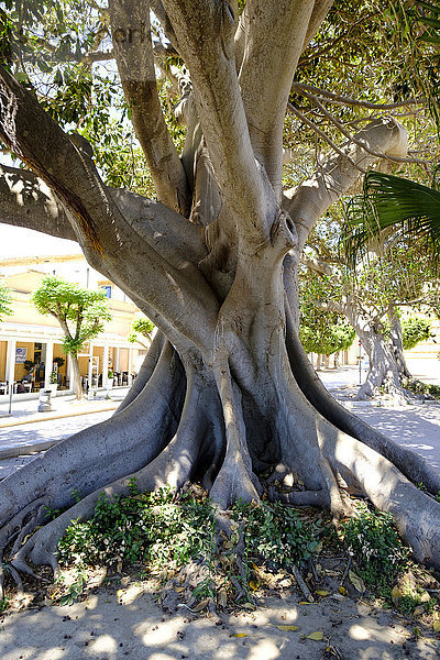Italien  Sizilien  Mazara del Vallo  Feigenbaum  Moreton Bay Feige  Ficus macrophylla