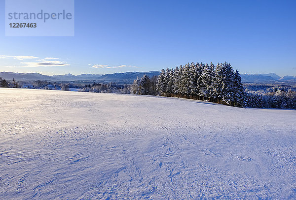 Deutschland  Bayern  Oberbayern  Alpenvorland  Tölzer Land  Blick von Peretshofener Höhe im Winter
