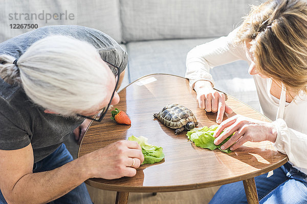 Reife Paare füttern Schildkröte zu Hause