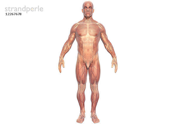 Muskeln eines Mannes  Illustration