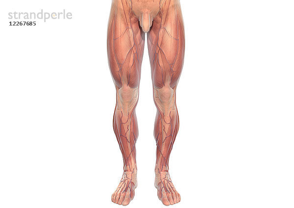 Menschliche Beinmuskeln eines Mannes  Illustration