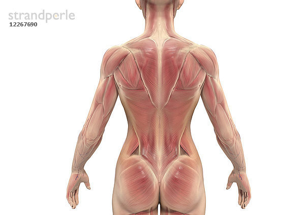 Muskulatur des Rückens einer Frau  Illustration